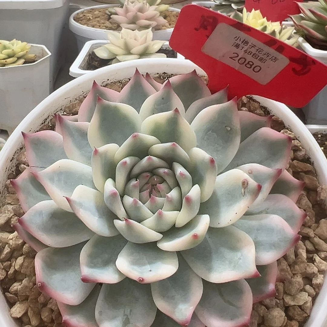 不开花植物2080号吉娃娃锦多肉