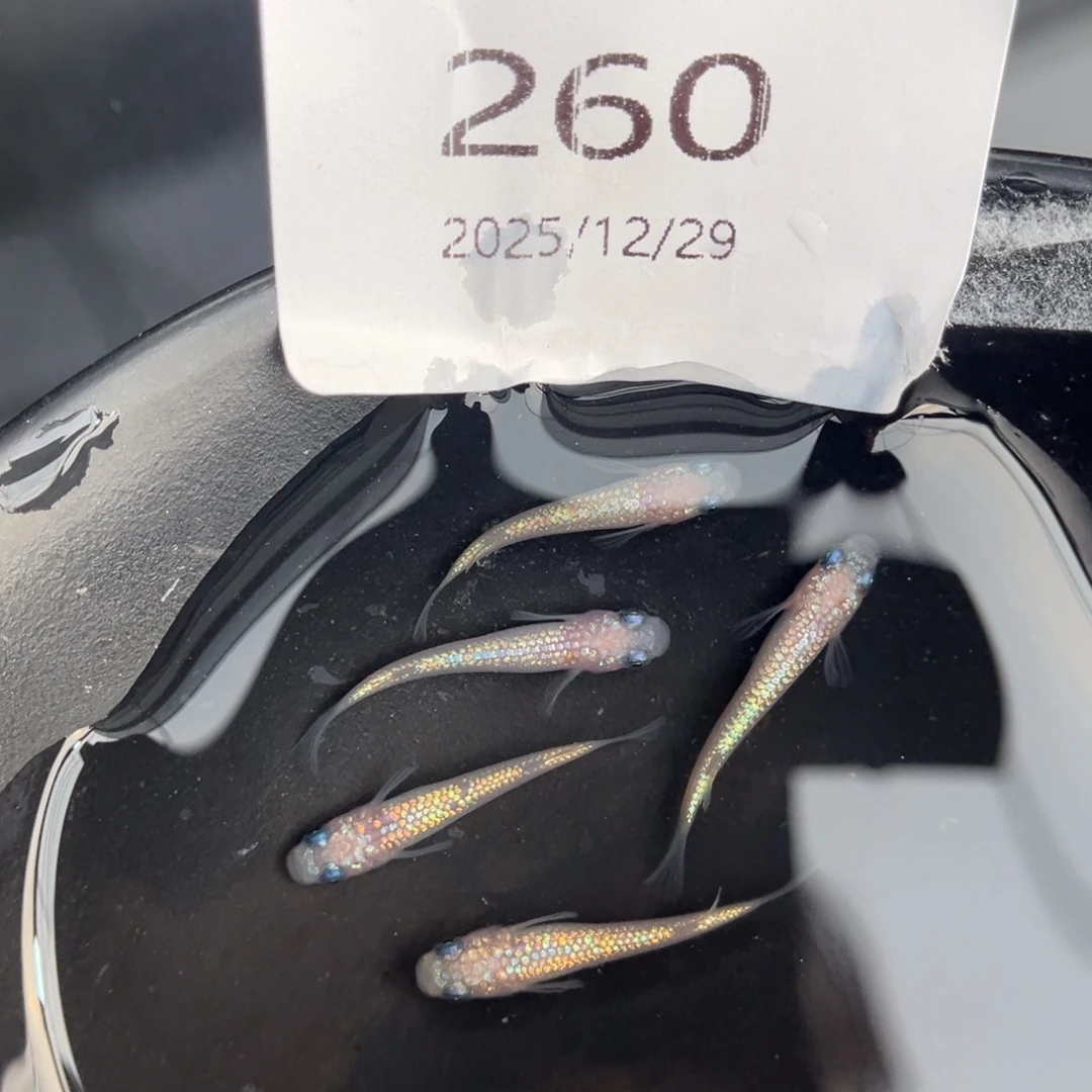 青鳉鱼260王华海王星五尾