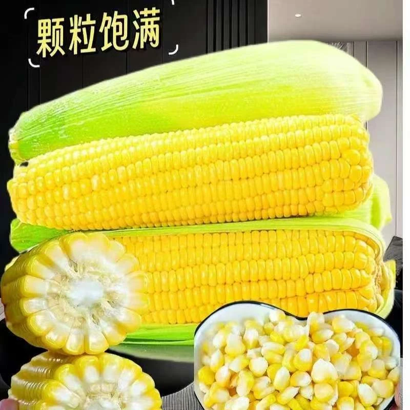 现掰现发 云南水果玉米香甜多汁颗颗饱满