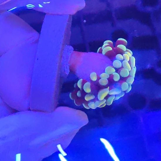 智海海洋珊瑚馆 竞拍链接