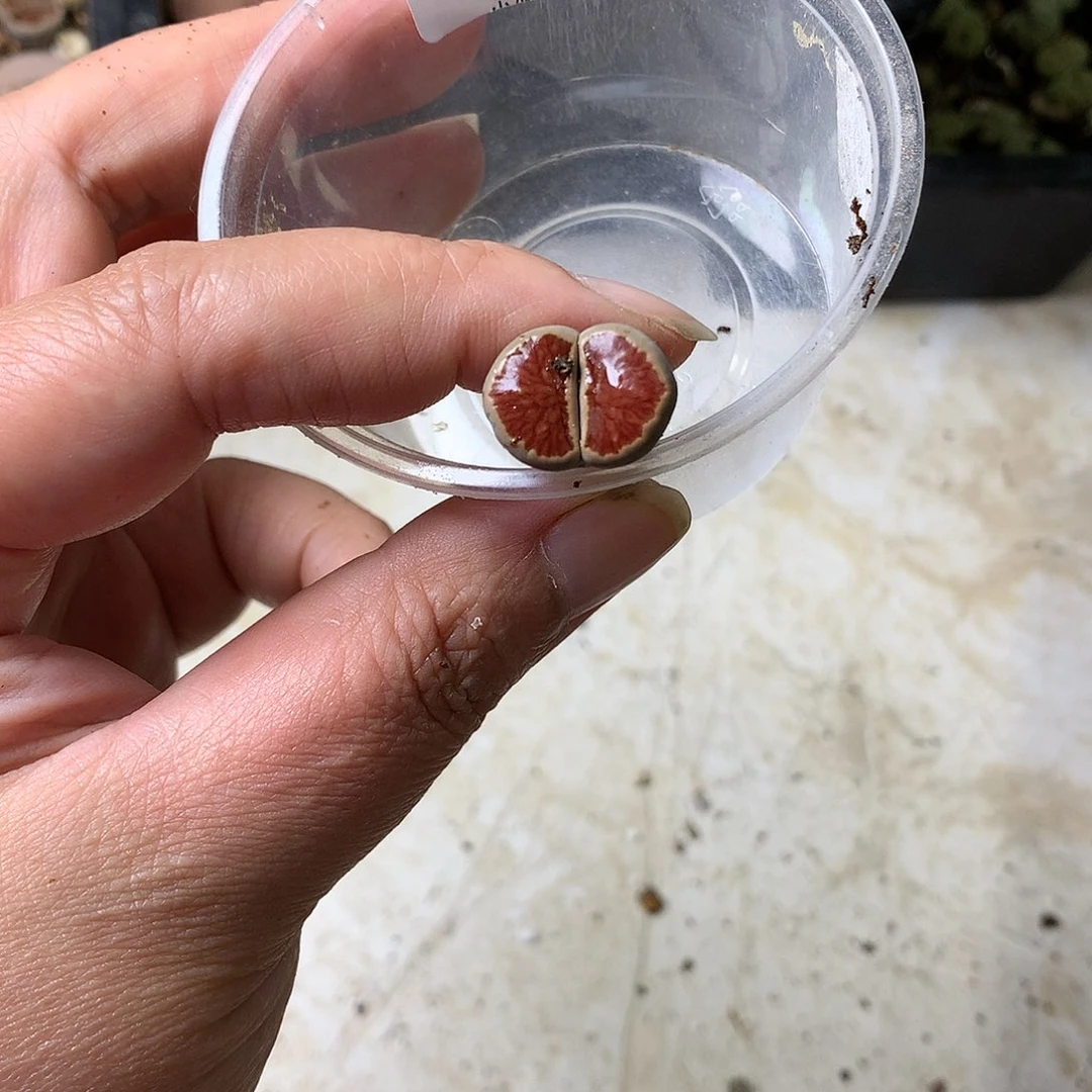 l****8D160多肉植物保护