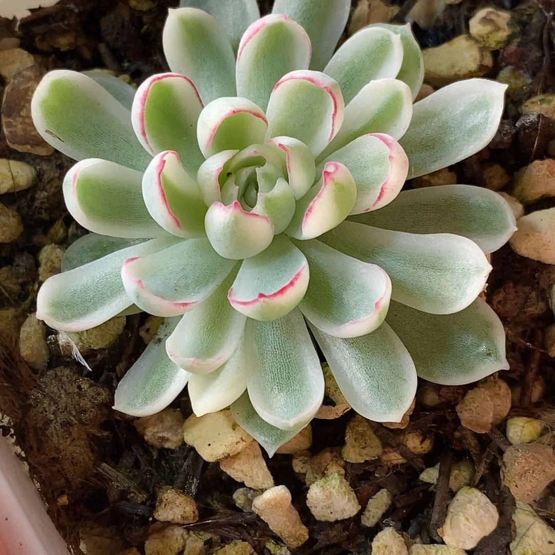 梦幻玫瑰锦一物一拍，