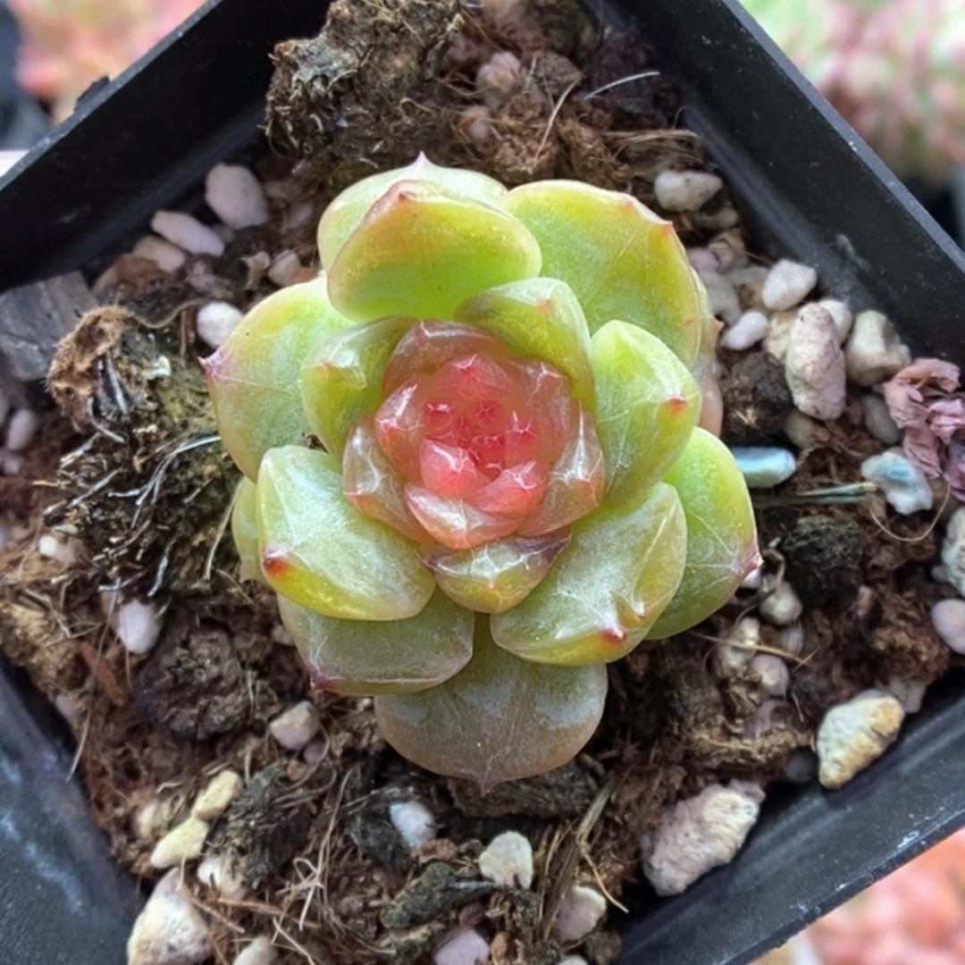 幸运星可拍383号。