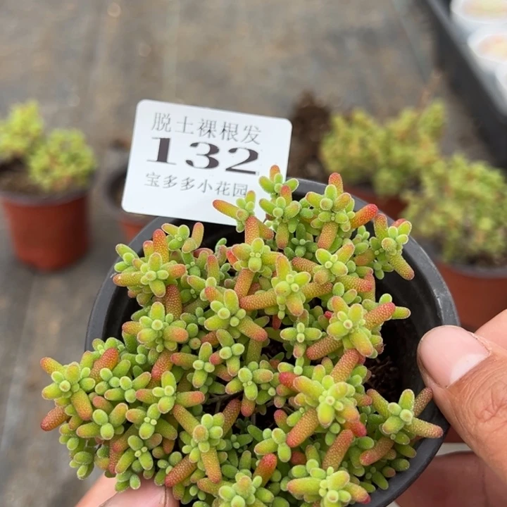 蜜橘糖球一颗量拍多肉满20包邮下午发