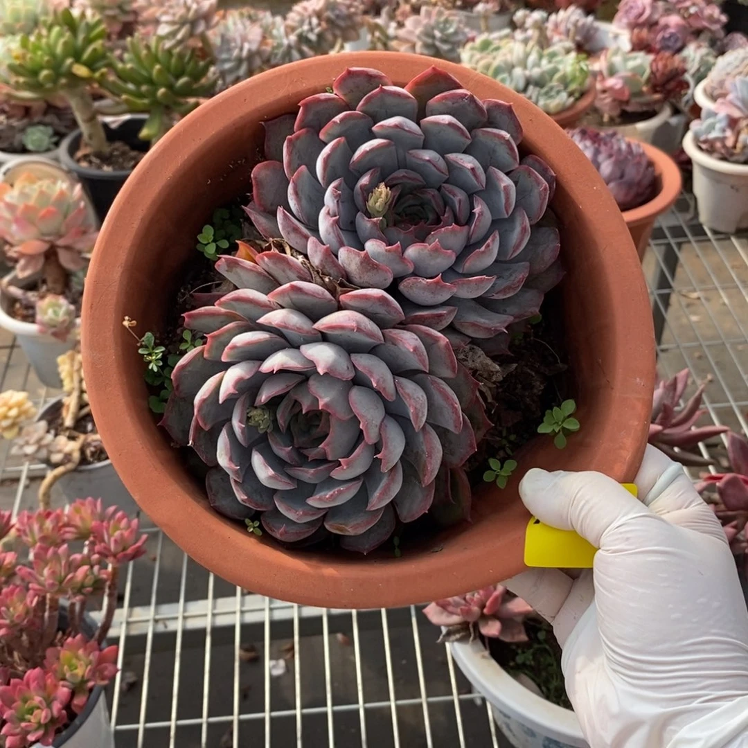 270暗冰双头一物一拍