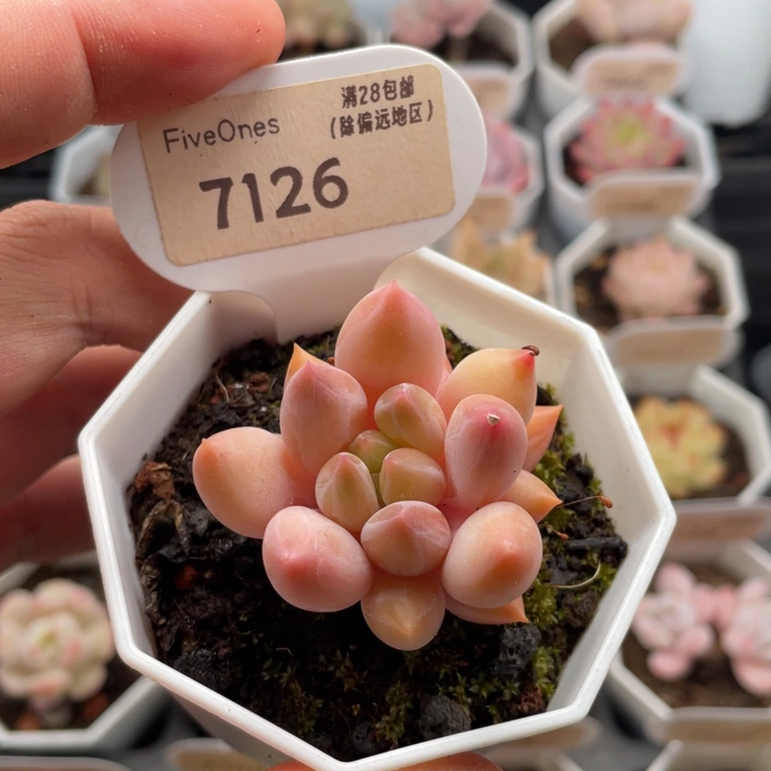 红蜻蜓7126-4.5厘米