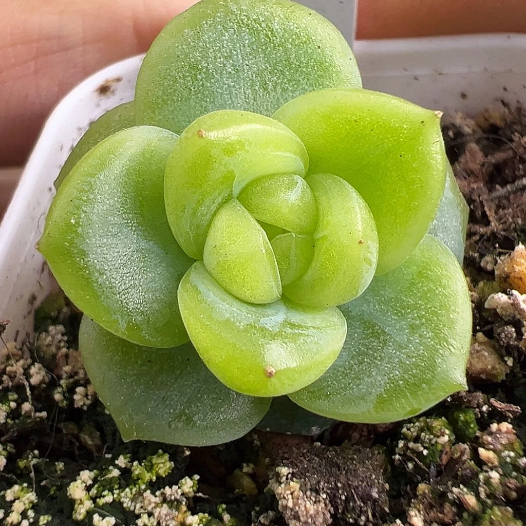 奶***酪小家碧玉。