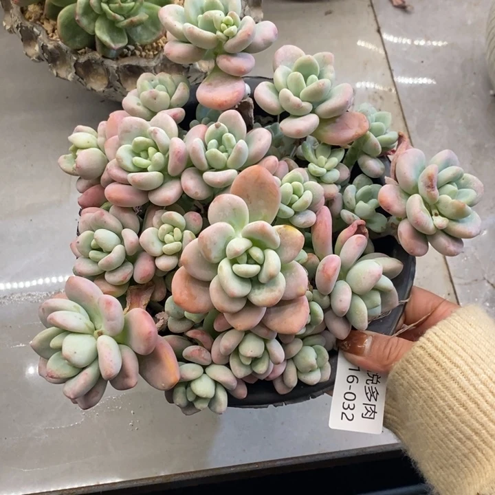 画***宠夏悦多肉0116-32洛神