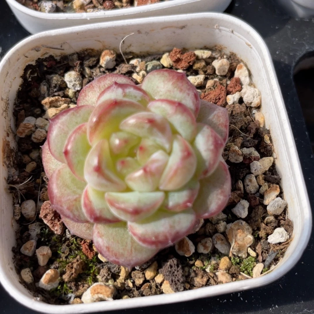 优选甜心福利891