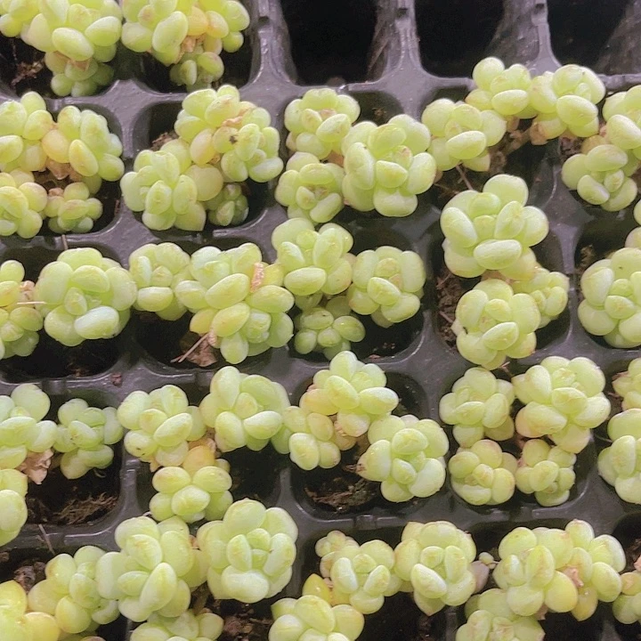 精品阳光玫瑰多肉植物