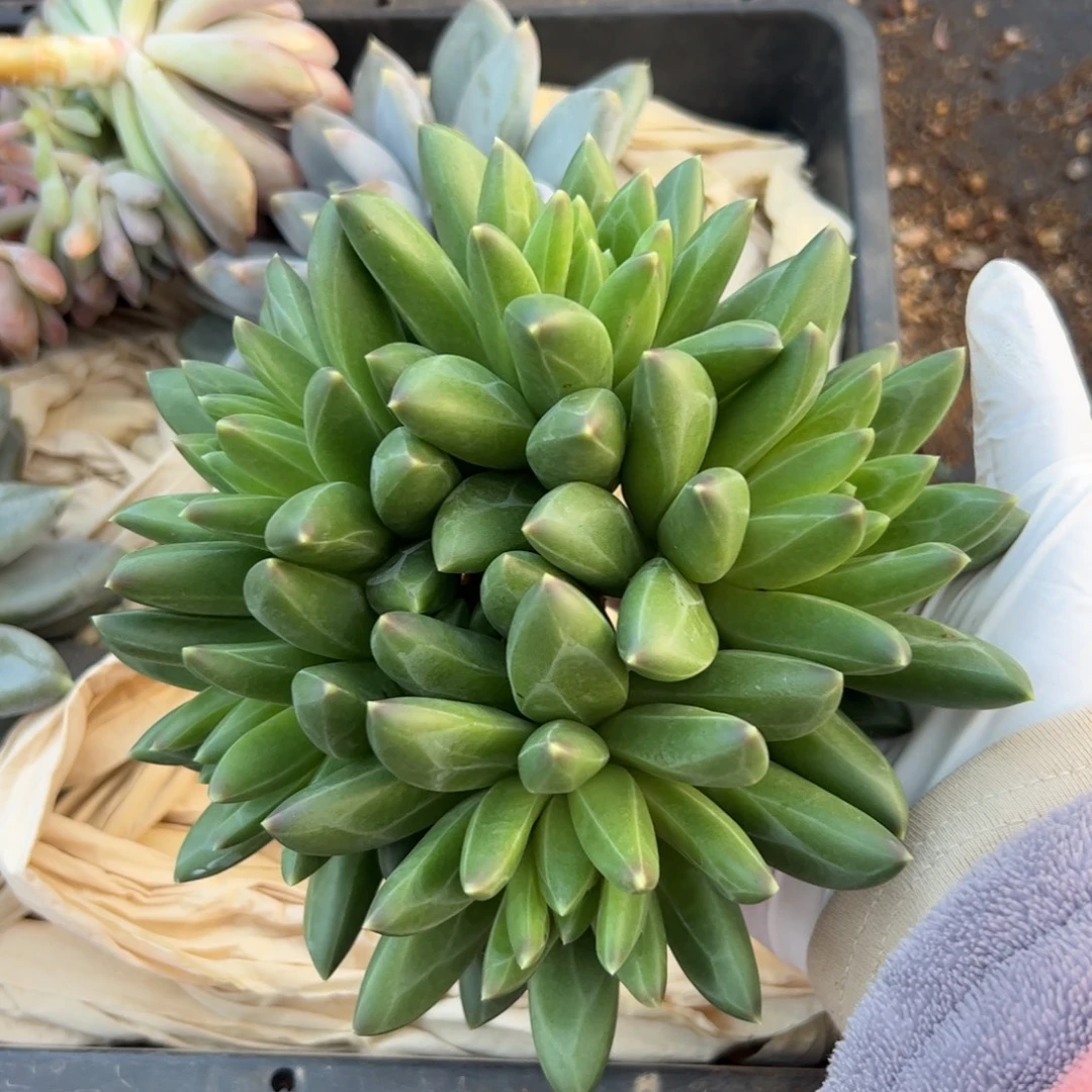 *****领航员自然群多肉植物