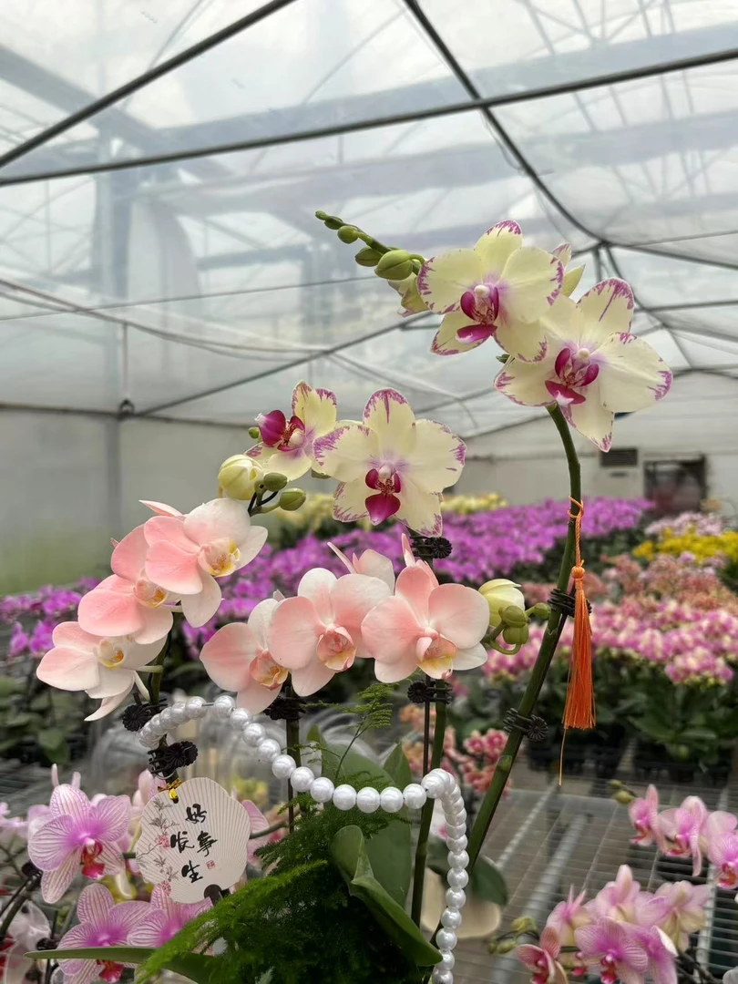 简香｛一物一拍128｝蝴蝶兰 花艺师高端精美艺术组盆