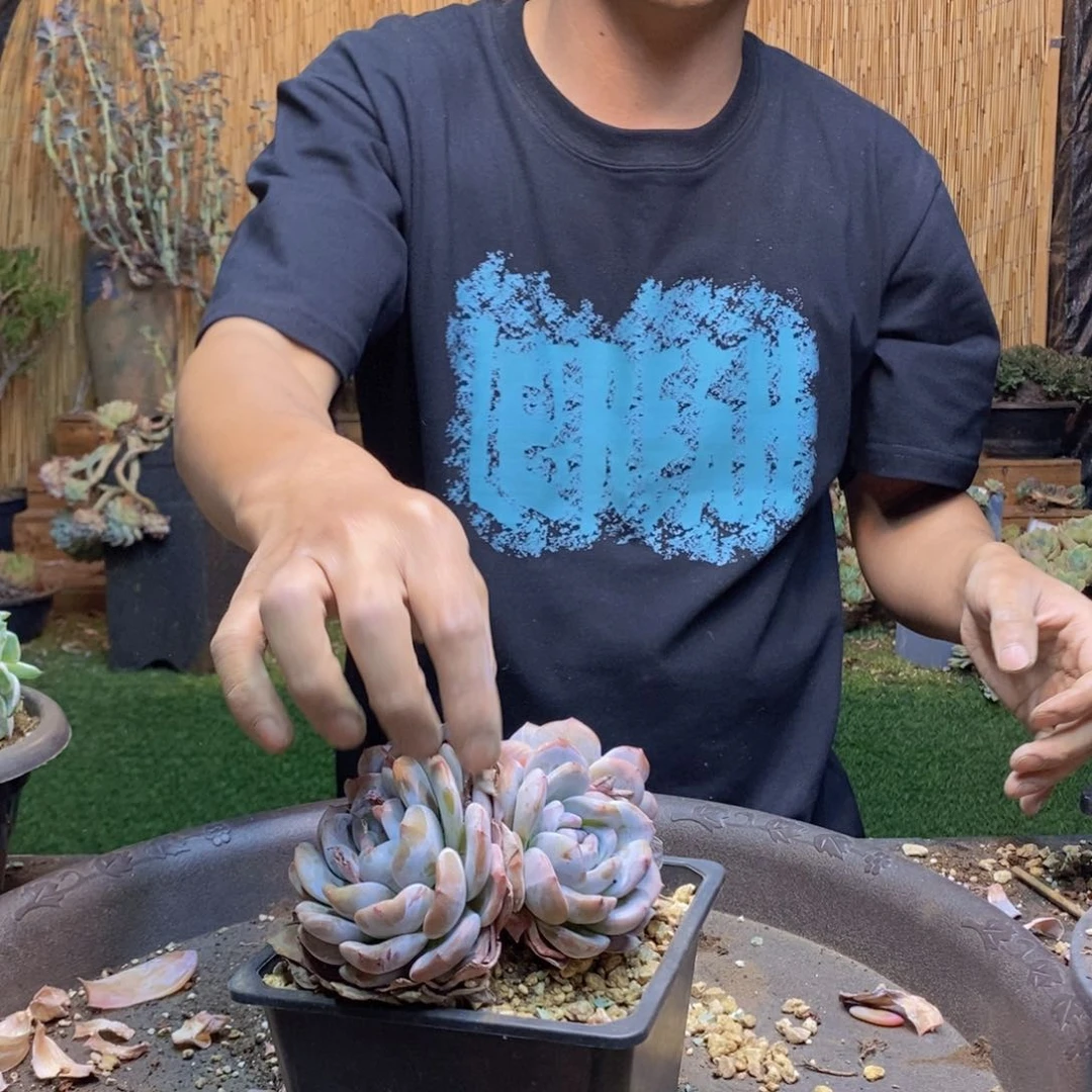 十*?219号星影多肉