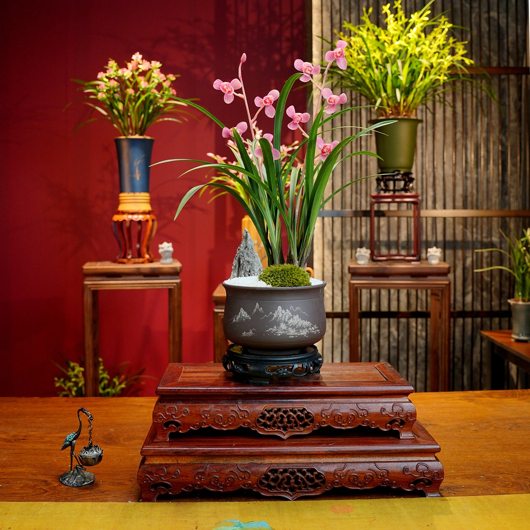 叶艺草铭品【红荷】名贵兰花 带造景 宜兴紫砂盆 室内好养易活