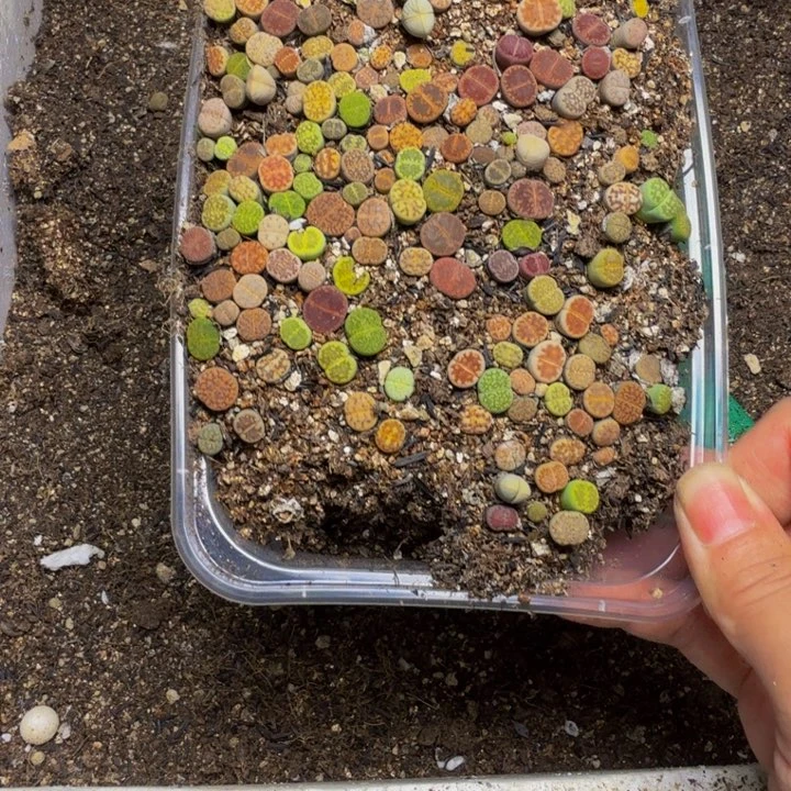 蓉***蓉多肉植物的生长发育112