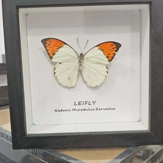 厚黑框鹤顶粉蝶瑕疵