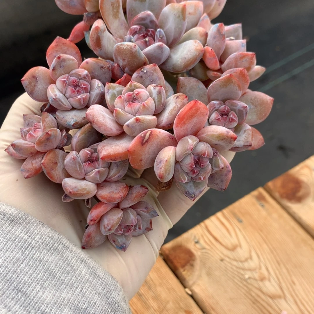 阳****6突尼斯发货多肉