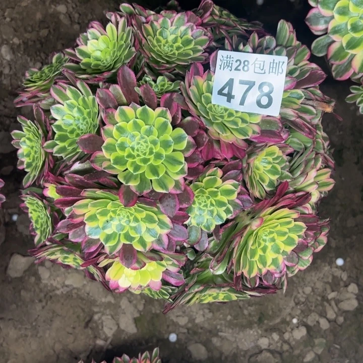 478南朝霞多肉植物