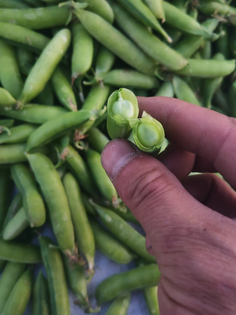 大地新鲜带壳豌豆现摘现发甜嫩蔬菜