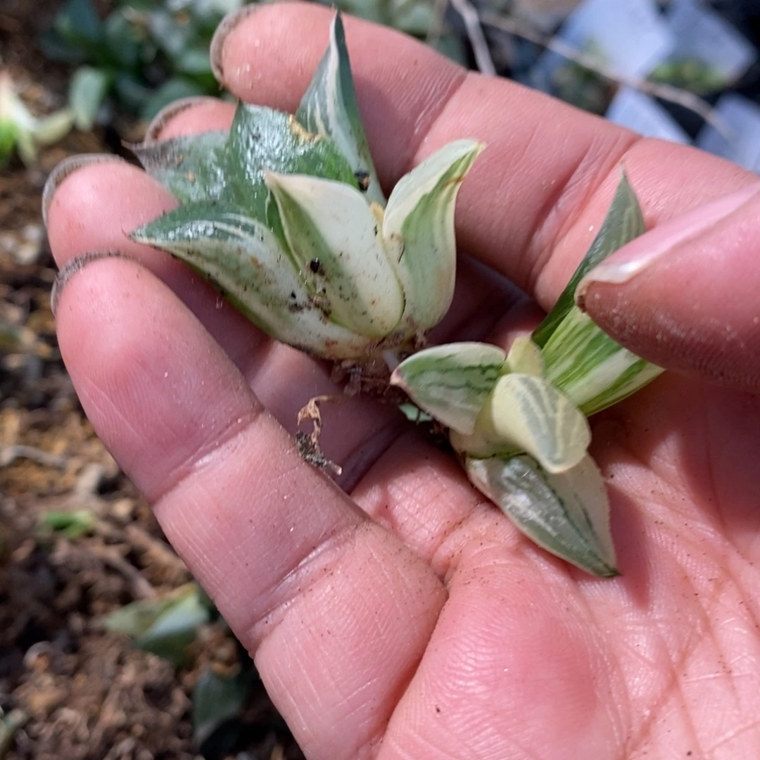 浅***21189 两颗一起 福利