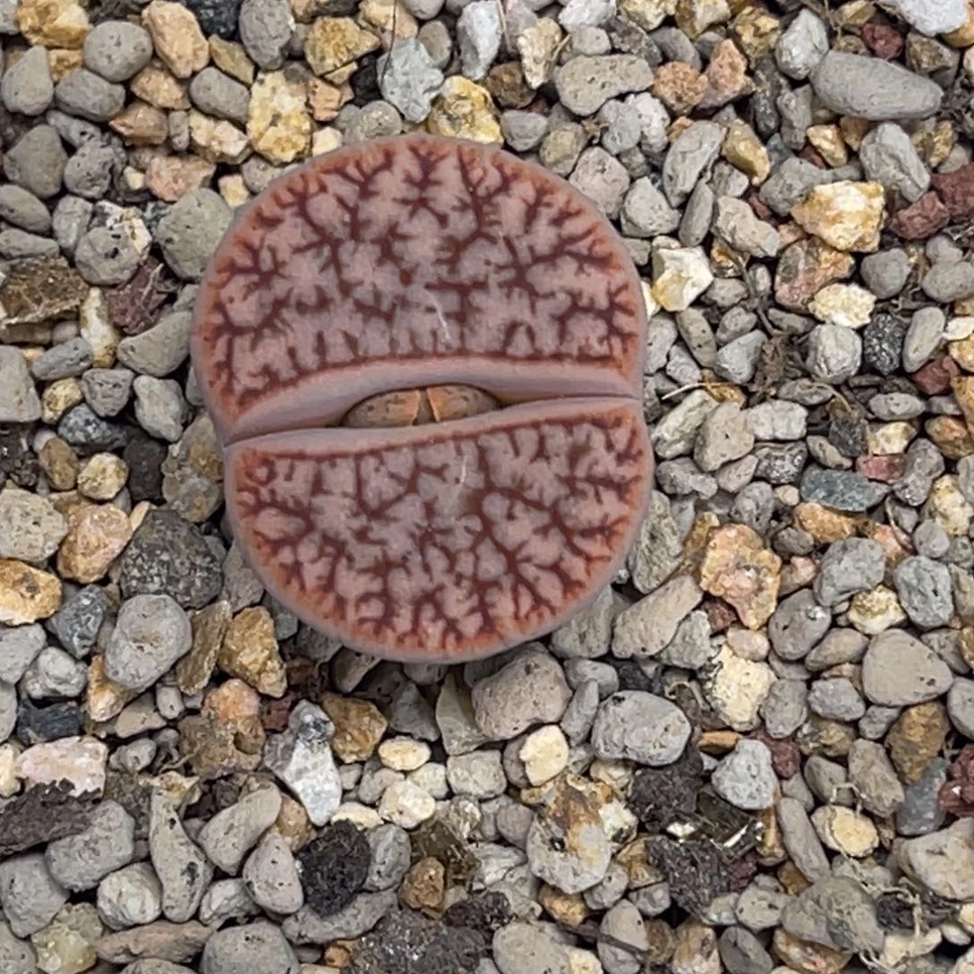 3242红曲1尺寸2.0睫毛