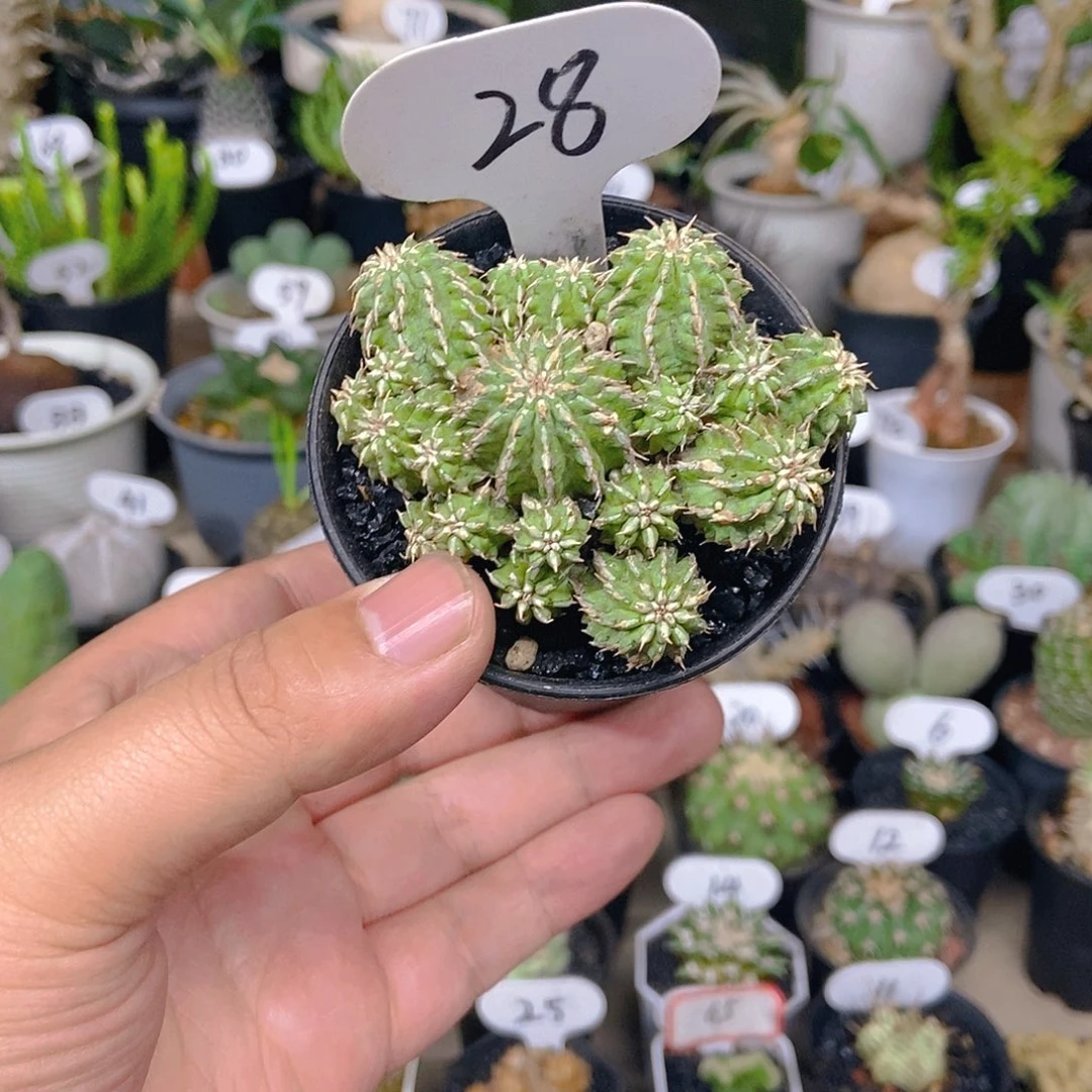 丰收大吉一物一拍