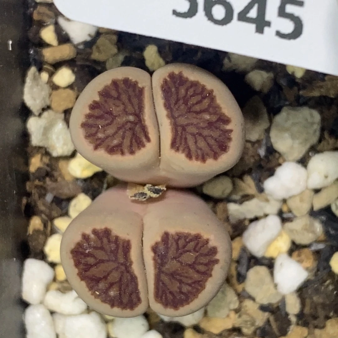 5645。18包邮.当天凑哦。新疆西藏88包邮