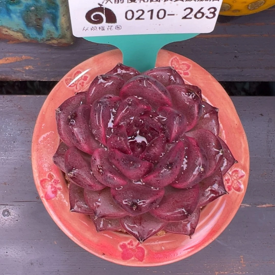 从前慢多肉精选编号0210.263