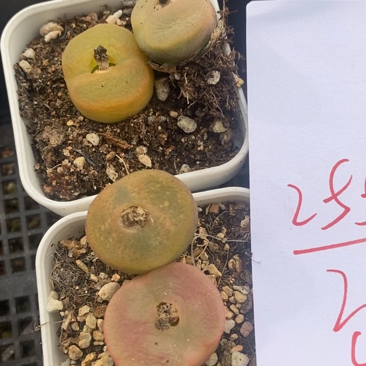 2558一组一组一组