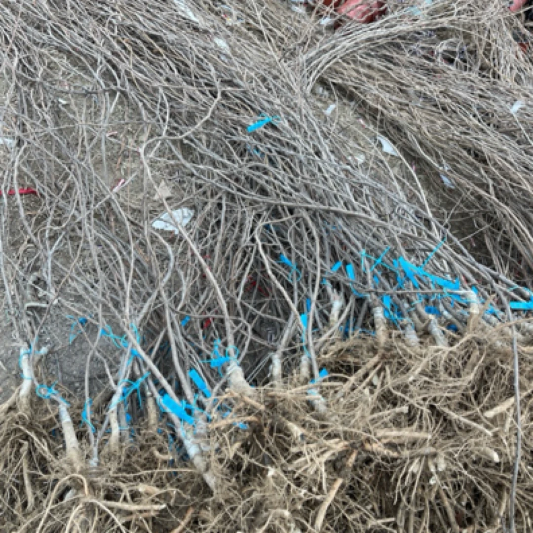 嫁接品种紫藤花树苗