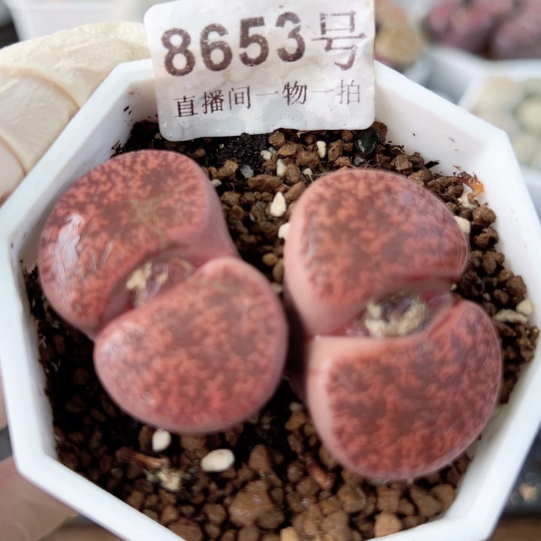 8653 好养易活生石花大母本