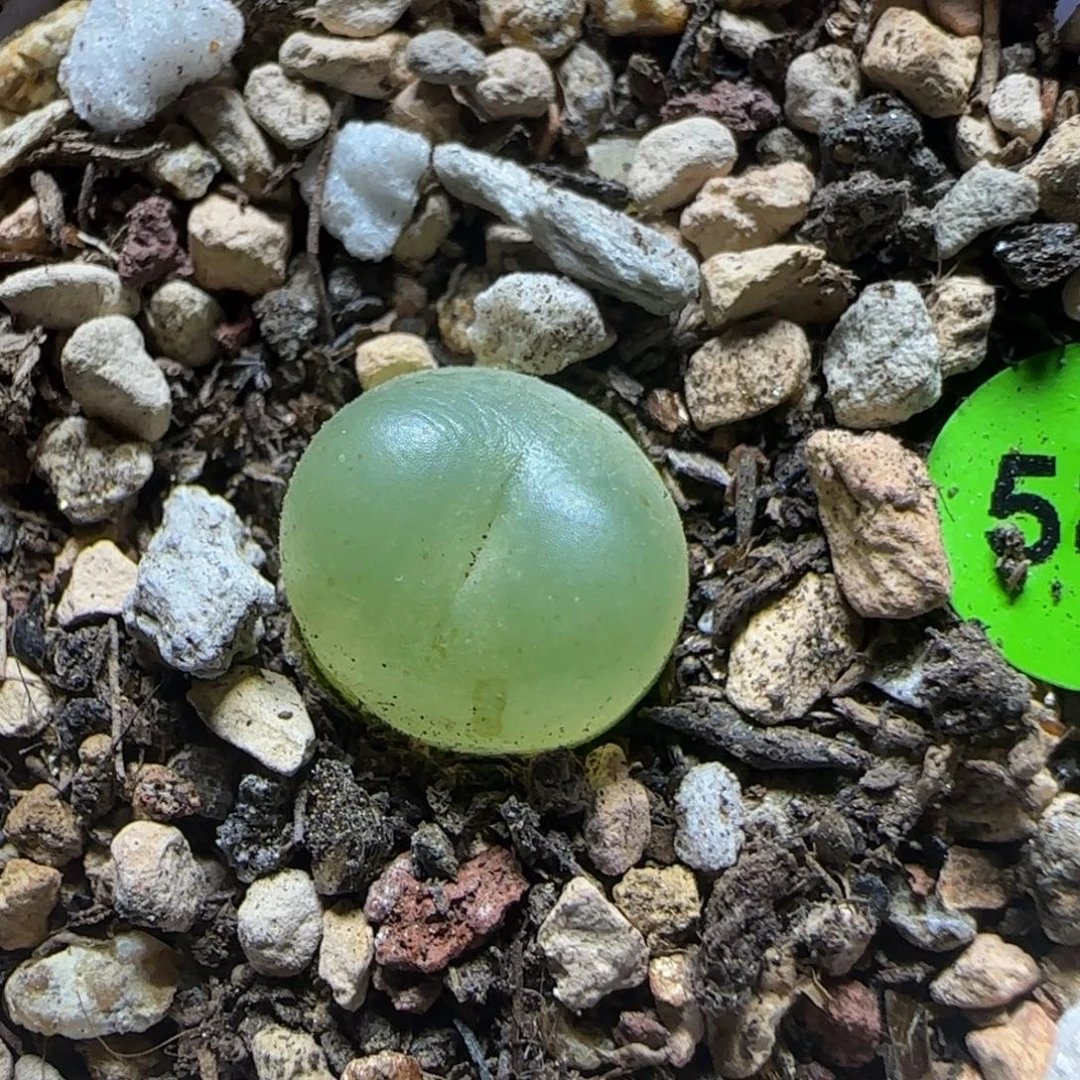 拉登1.1+多肉植物588