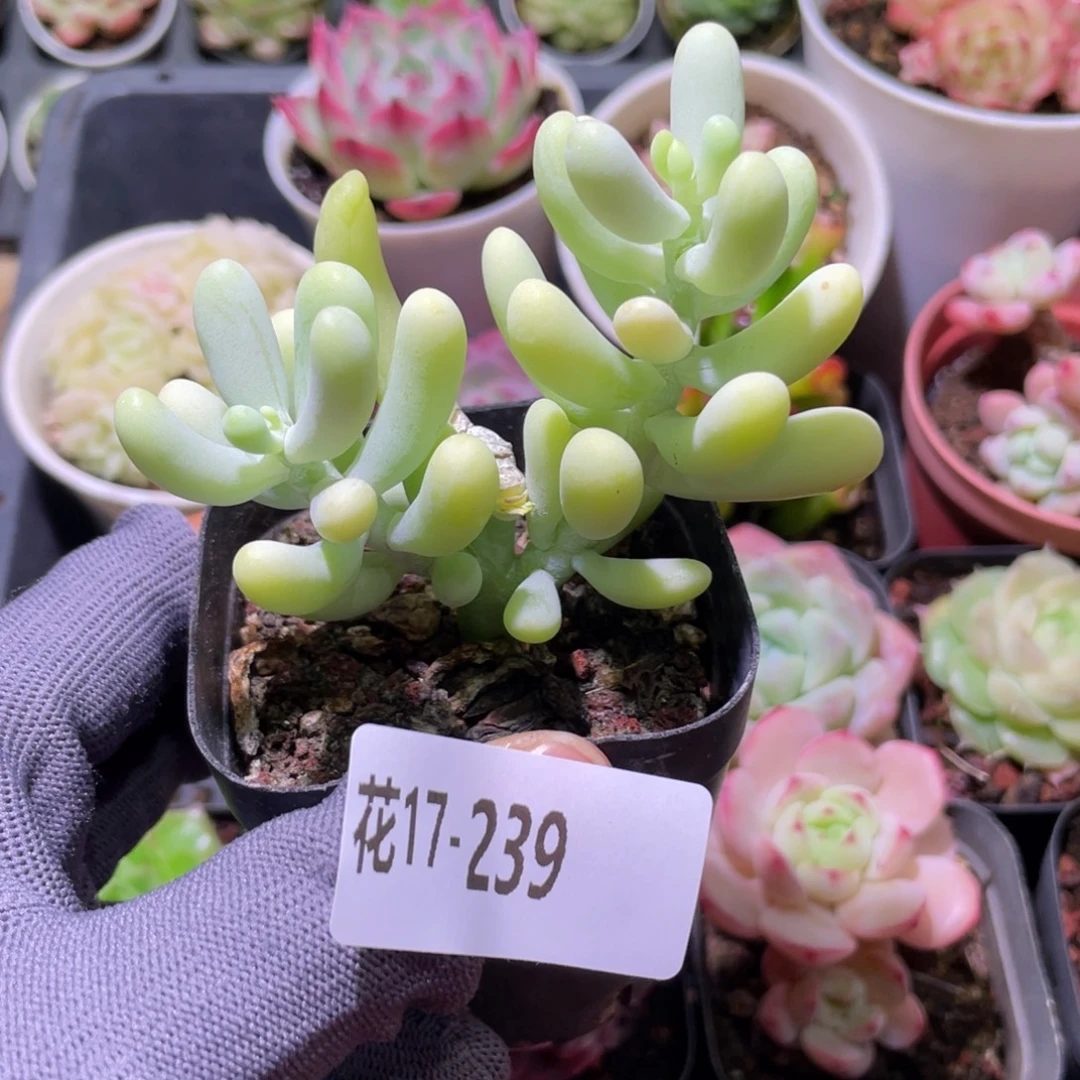 花利美17-239香蕉美人