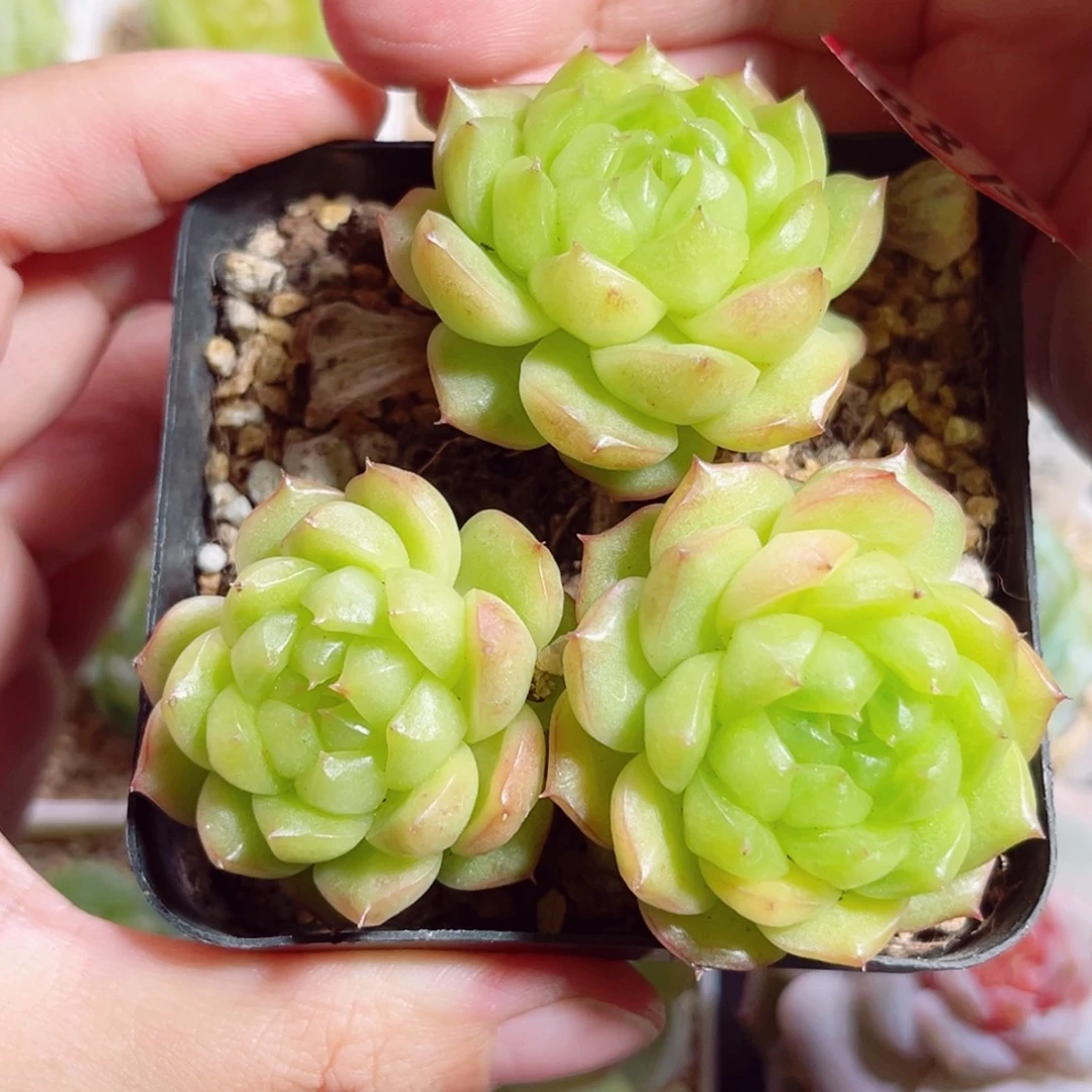 B875 一物一拍 泡泡龙