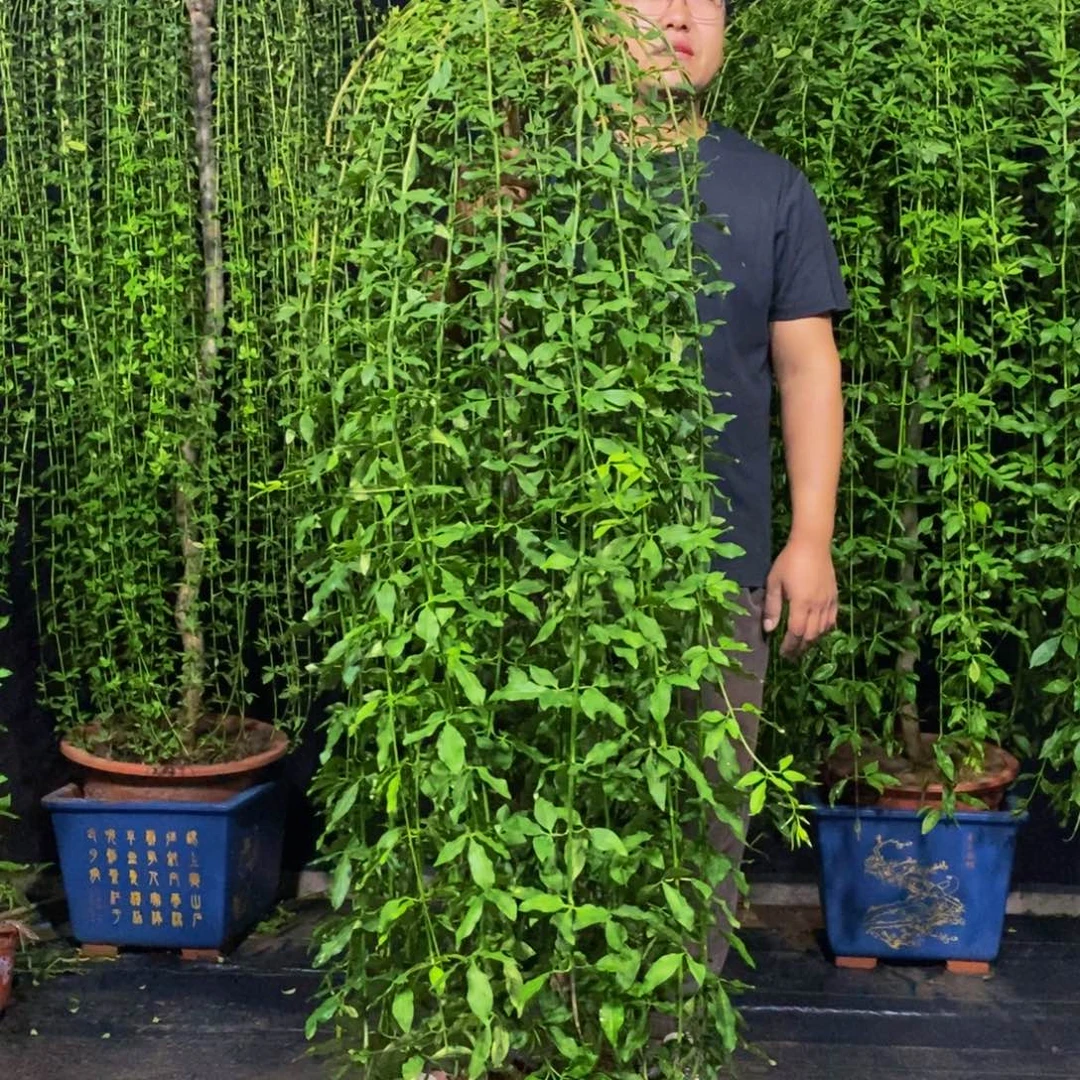 探春花，一物一拍，