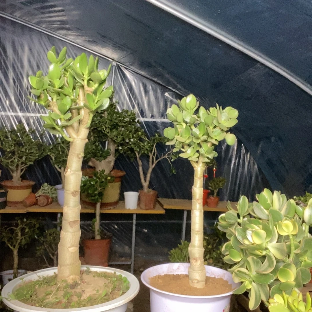 六***姐完全开放青叶红边一物一拍