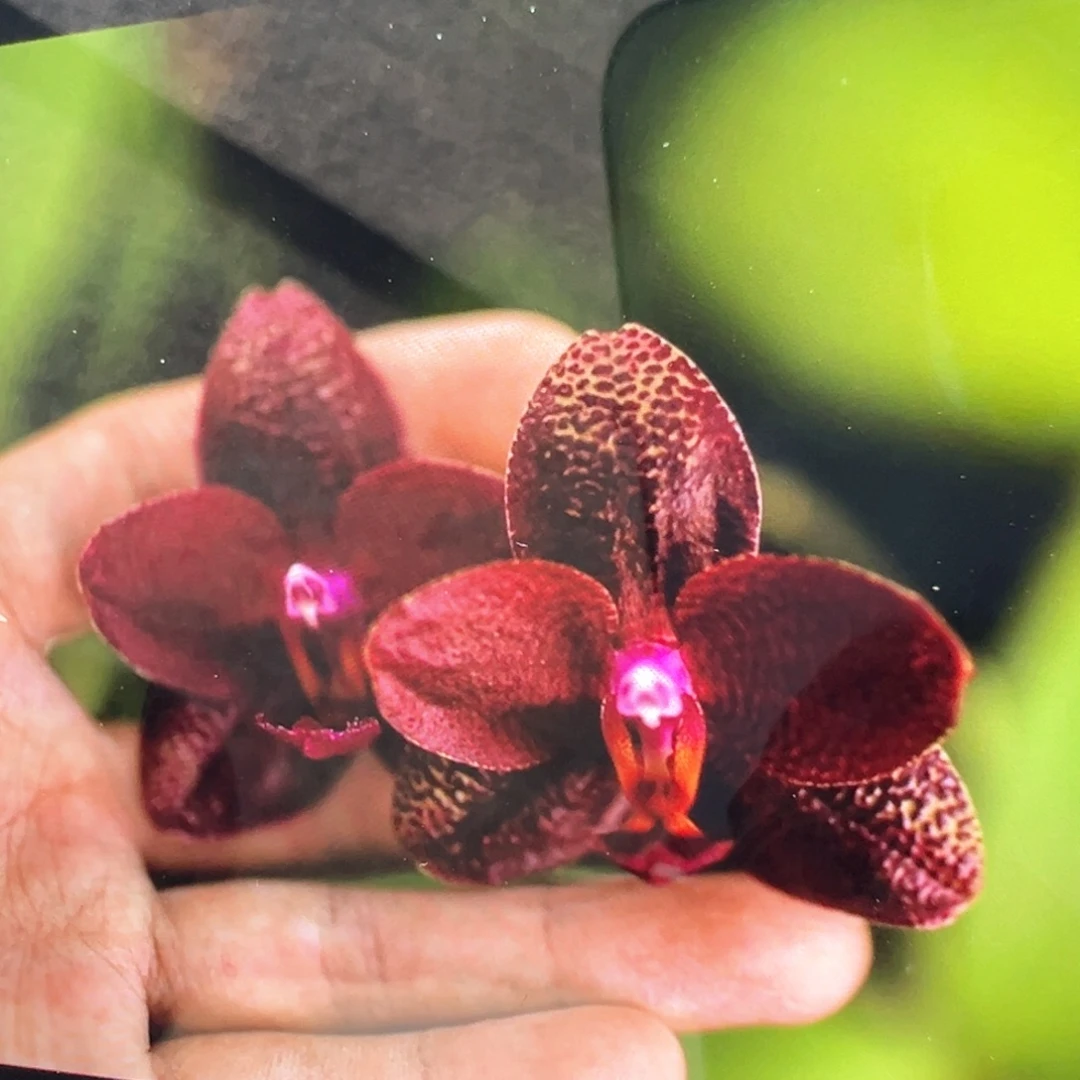 当前无花栽培后可以开花弥陀k金