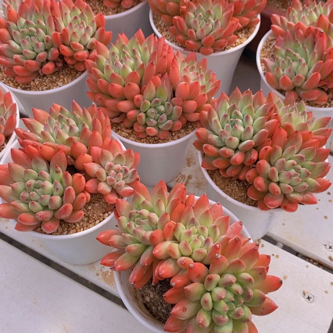 量拍38号 母本梅花洛多头一个