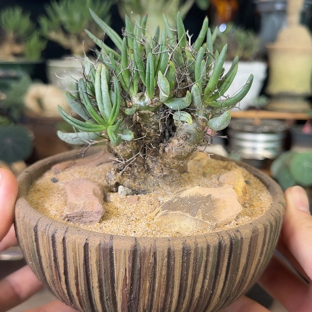 一物一拍万物想奇峰锦42