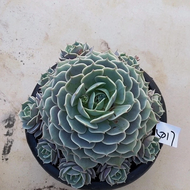 橙*露娜连5017都