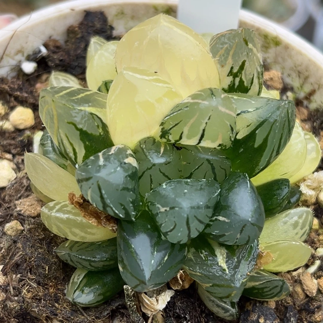 20大窗oh玉露锦群生福利专场