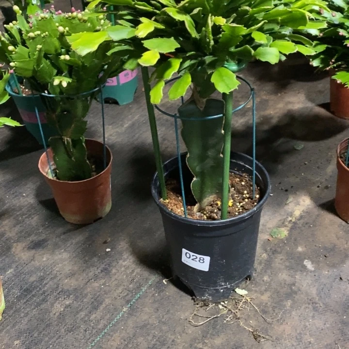 当前无花栽培后可以开花028嫁接043