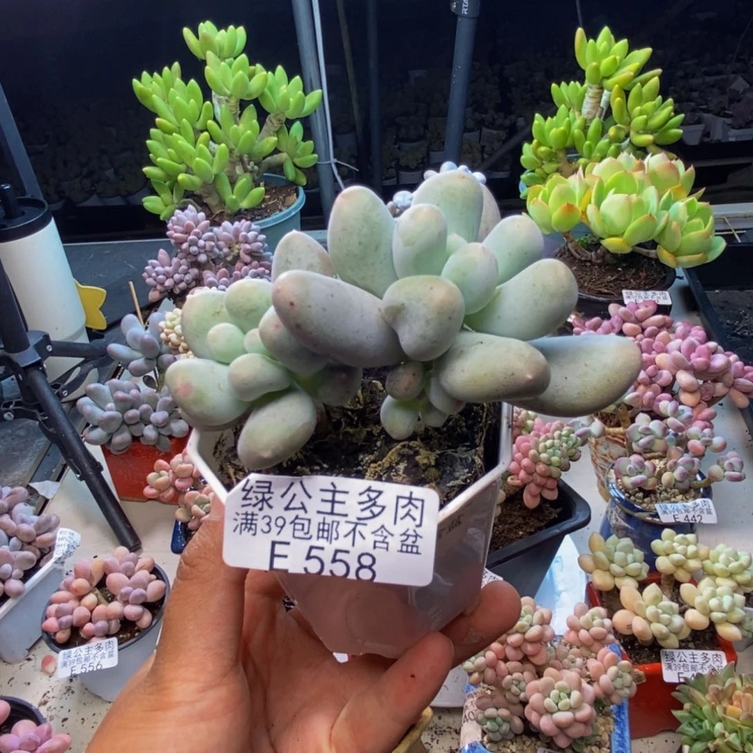 558米可奶多肉7c m