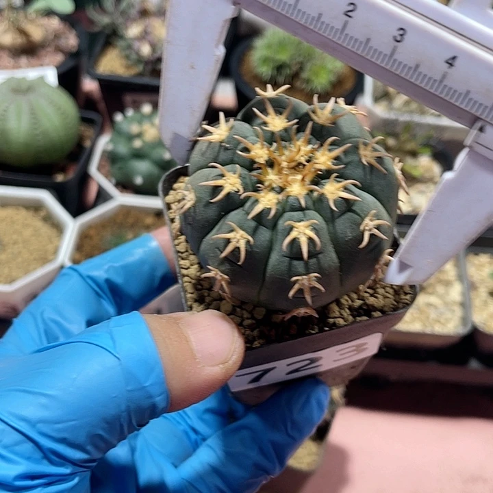 723实生猫爪仙人球