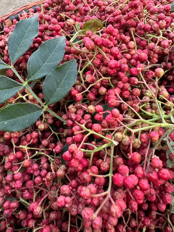 贵州本地新鲜大红袍花椒 现摘现发  顺丰包邮