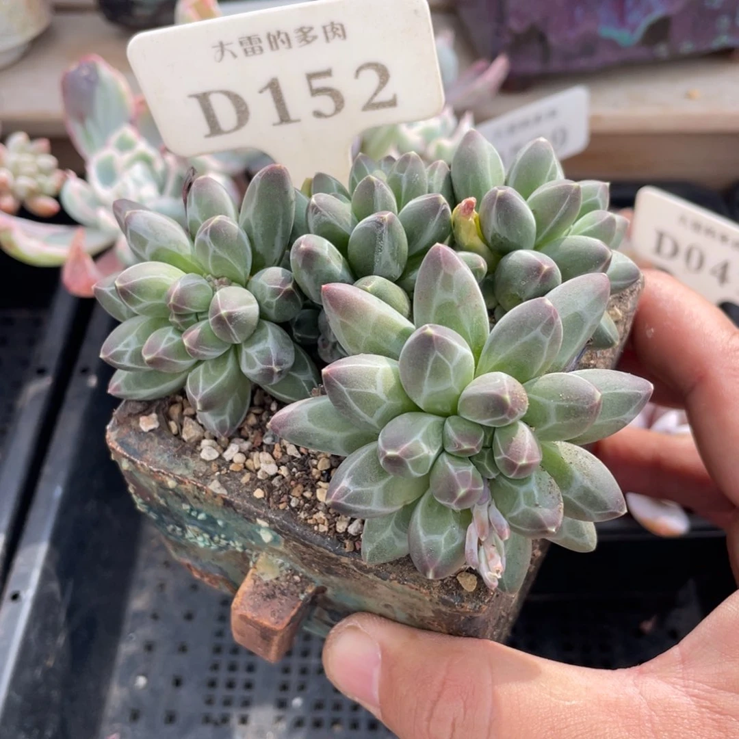 152暗纹不带盆9厘米