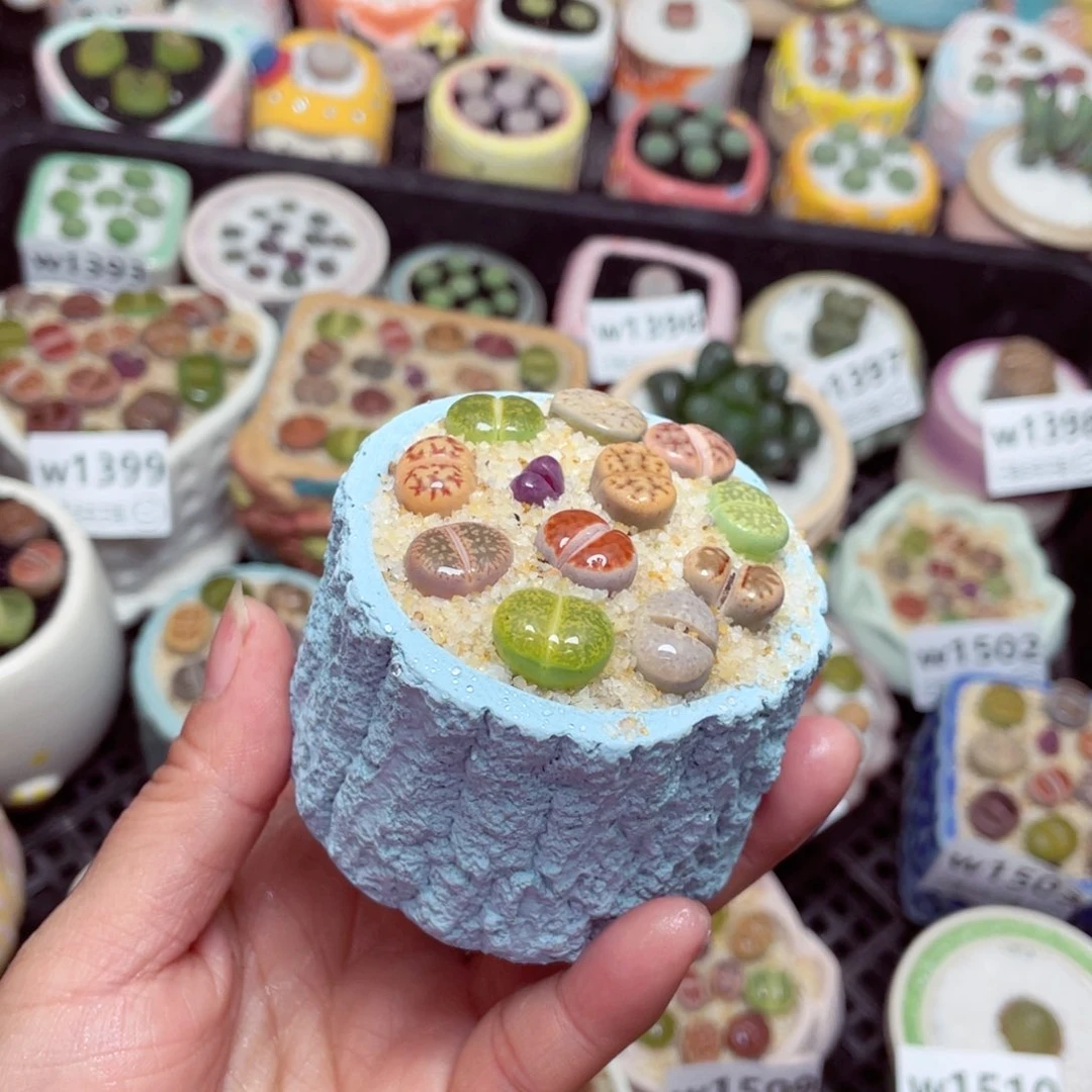 w1515 零下地区拍保温箱-15支持寄养