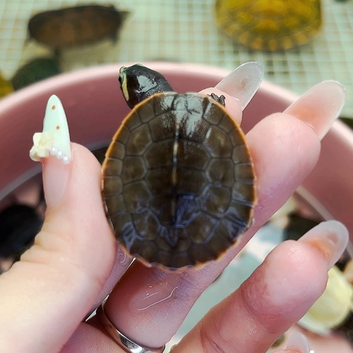 不分公母宠物龟圆澳苗