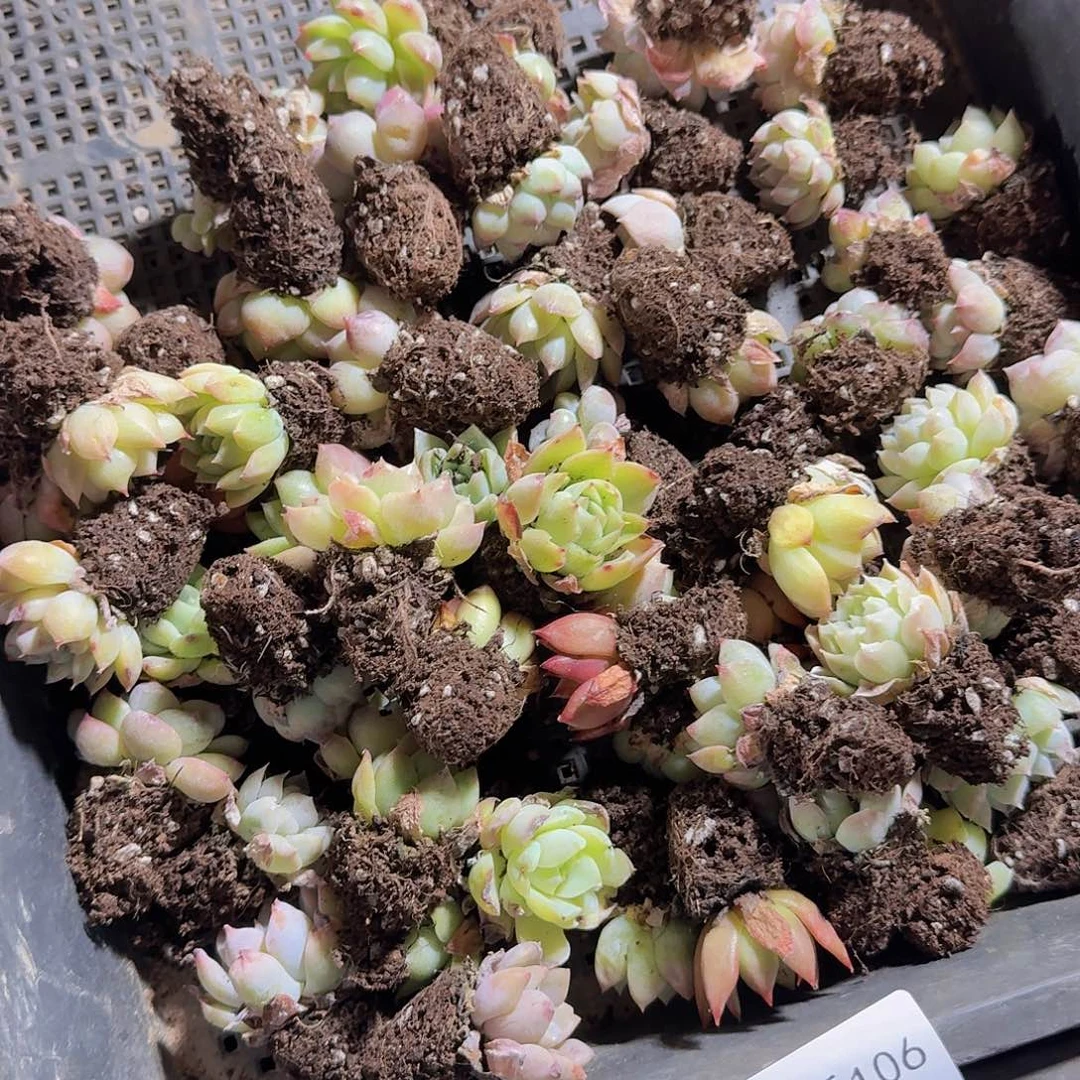 直播福利一物一拍106