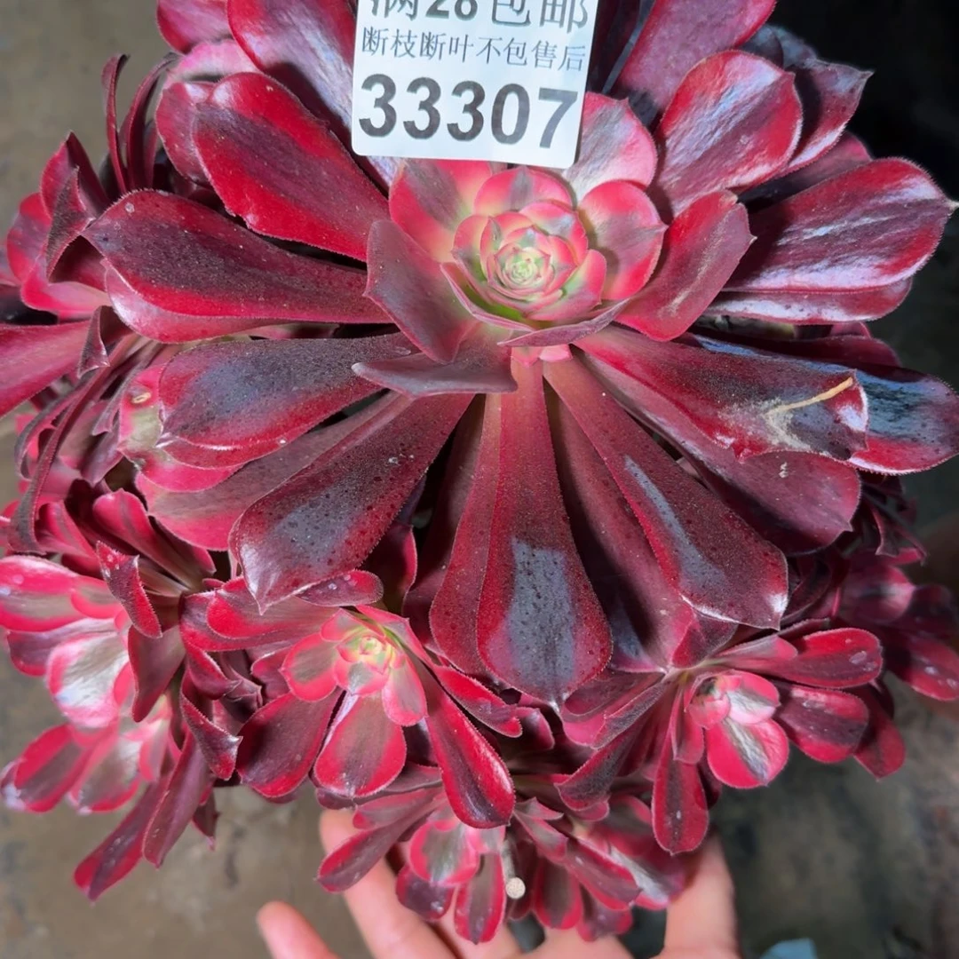 33307美杜莎有干吧不包断枝